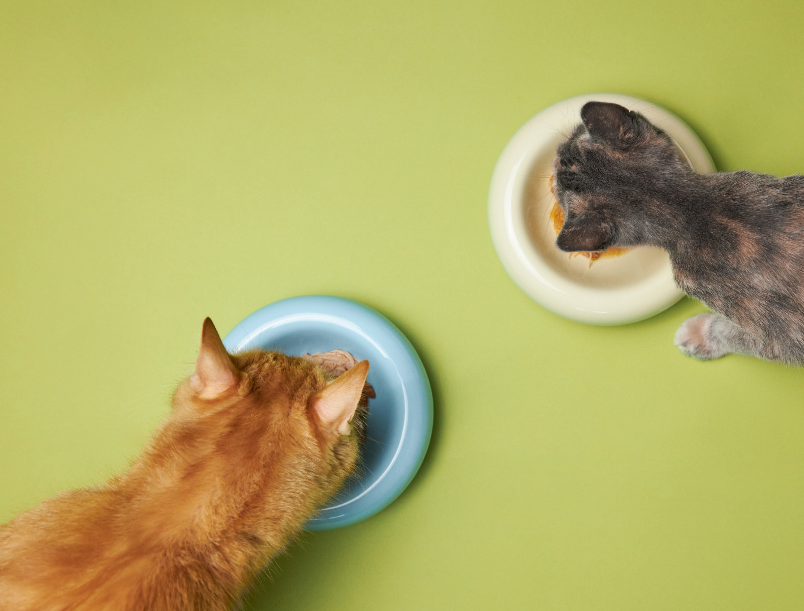 Latas Gourmet para Gatos: Cuáles Son Reales y Cuáles Son Marketing